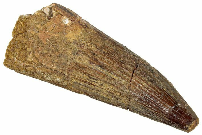 Fossil Spinosaurus Tooth - Real Dinosaur Tooth #305848